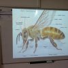 Mikroskopická morfologie včely medonosné